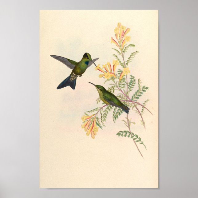 Vintage Vögel Art Bird Print Blume Poster (Vorne)