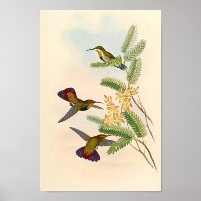 Vintage Vögel Art Bird Print Blume Poster (Vorne)