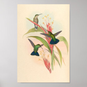 Vintage Vögel Art Bird Print Blume Poster