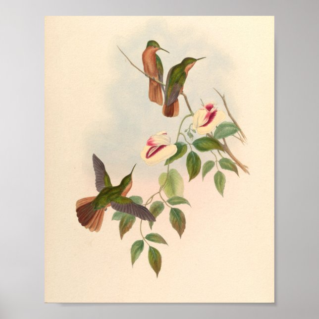 Vintage Vögel Art Bird Print Blume Poster (Vorne)