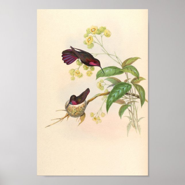 Vintage Vögel Art Bird Print Blume Poster (Vorne)