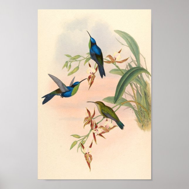 Vintage Vögel Art Bird Print Blume Poster (Vorne)