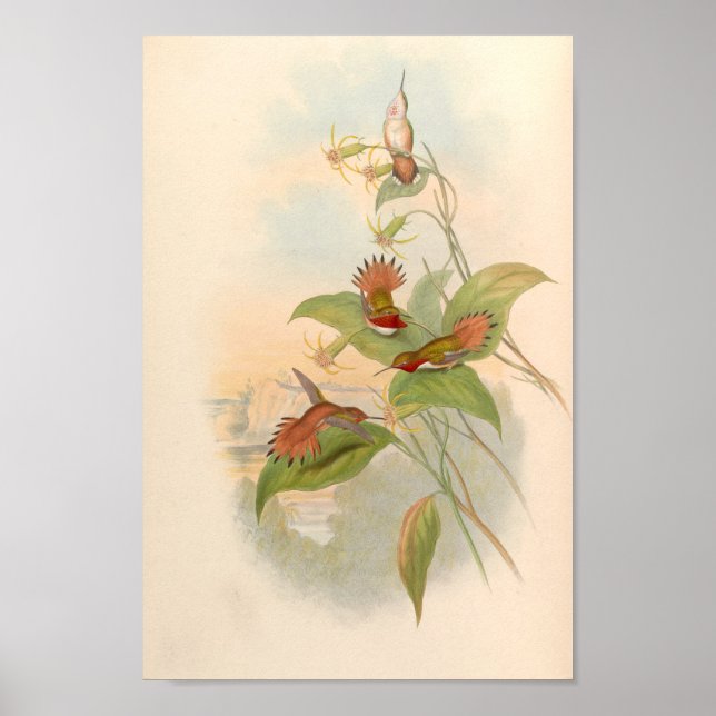 Vintage Vögel Art Bird Print Blume Poster (Vorne)