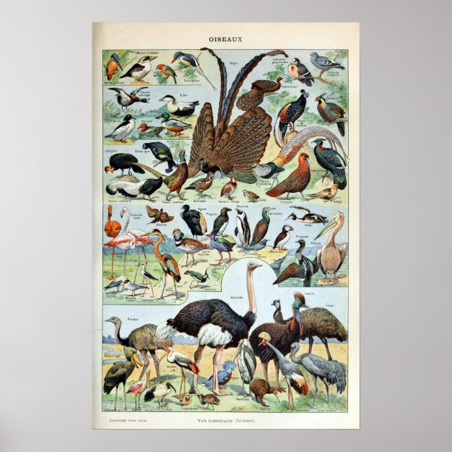 Vintage Vögel der Welt Poster (Vorne)