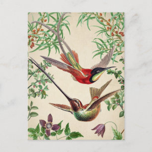 Vintage-Vogel-Illustration Postkarte