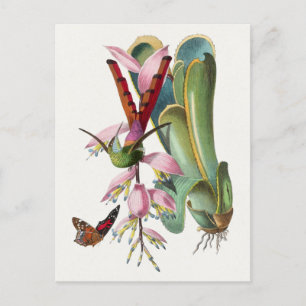 Vintage-Vogel-Illustrations-Postkarte Postkarte
