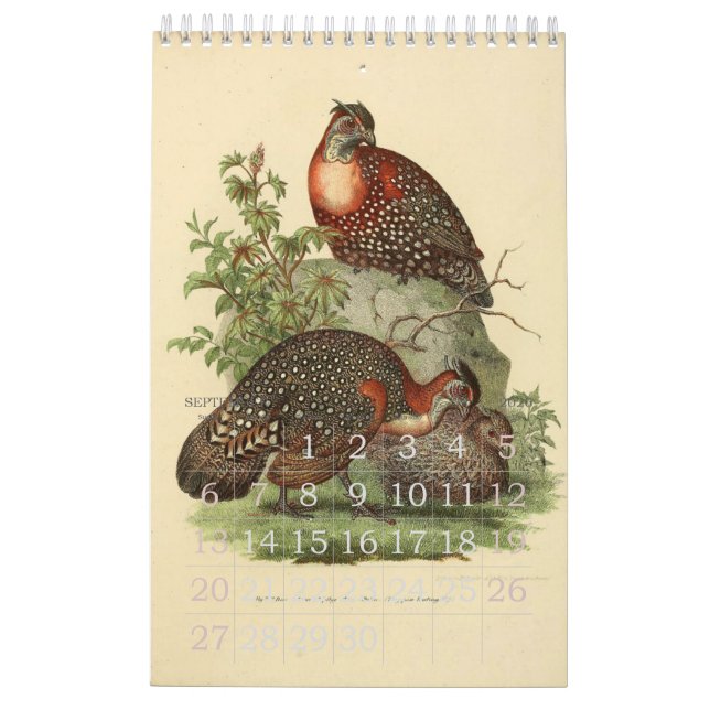 Vintage Vogel-Illustrations-Sammlung Kalender (Sep 2026)