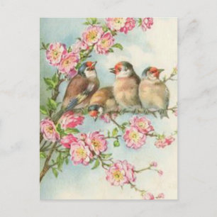Vintage Vögel Postkarte