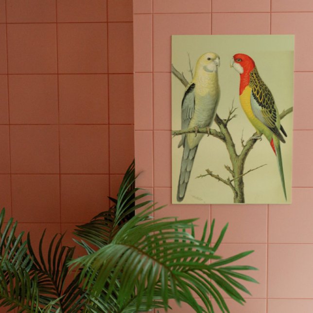Vintage Vögel - ROSELLA PARAKEETS Poster (Von Creator hochgeladen)