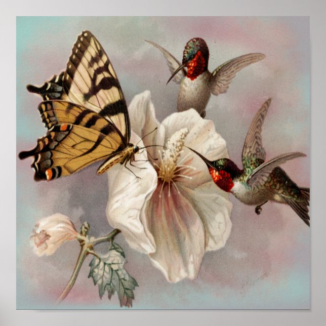 Vintage Vögel und Schmetterlinge Poster (Vorne)