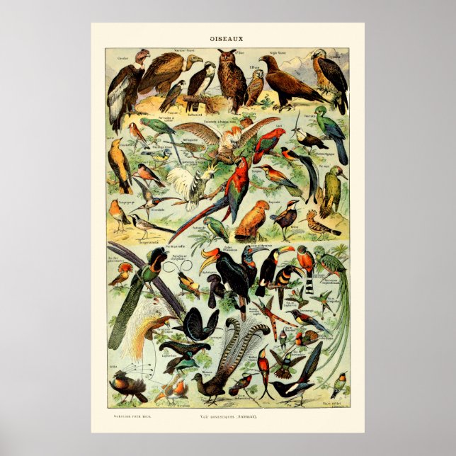 Vintage Vögel von Adolphe Millot Poster (Vorne)