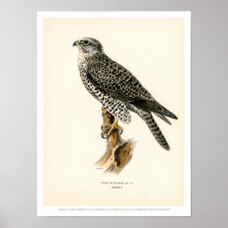 Vintage Vogelabbildungen - Gyr Falcon Poster