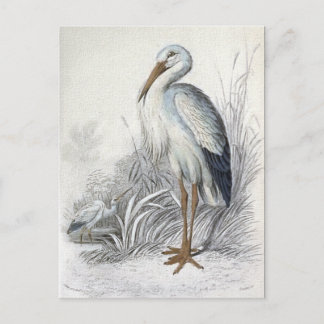 Vintage Vogelanzeige für Weißstorch Postkarte