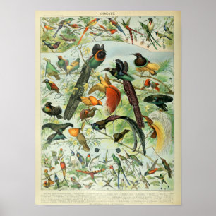 Vintage Vogelanzeige Poster