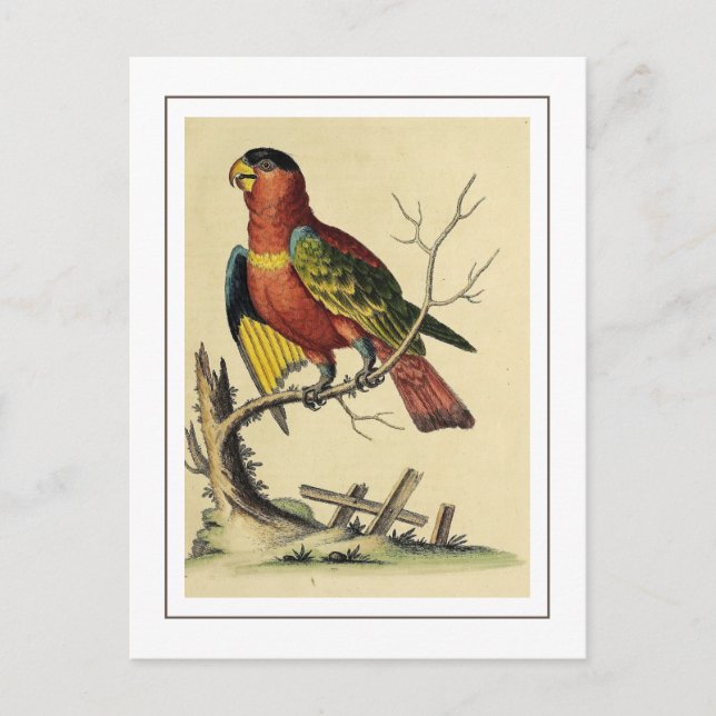 Vintage Vogelart Postkarte (Vorderseite)