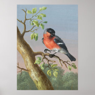 Vintage Vogeldarstellung Poster