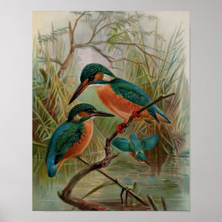 Vintage Vogeldarstellung Poster