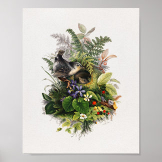 Vintage Vogeldarstellung Poster