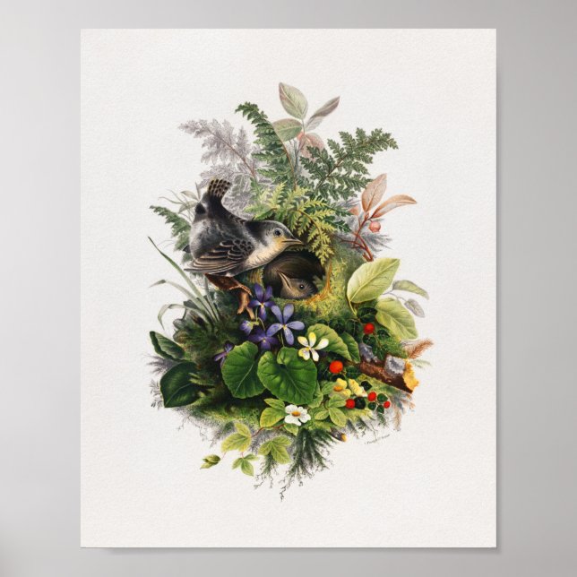 Vintage Vogeldarstellung Poster (Vorne)
