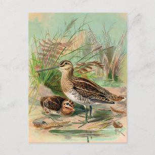 Vintage Vogeldarstellung Postkarte