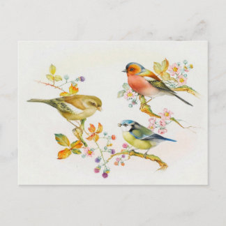 Vintage Vogeldarstellung Postkarte