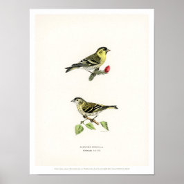 Vintage Vogeldarstellung - Siskin Poster