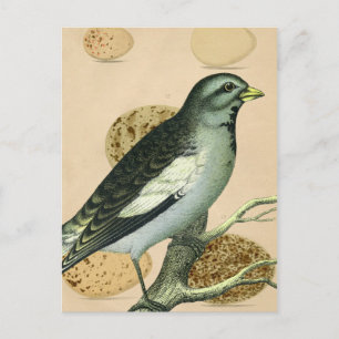 Vintage-Vogeldigitalkunst Postkarte