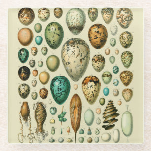 Vintage Vogeleier - Französisches Fischeier Art Glasuntersetzer