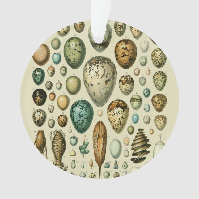 Vintage Vogeleier - Französisches Fischeier Art Ornament (Vorderseite)