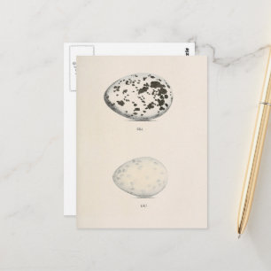 Vintage-Vogeleier Postkarte