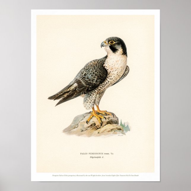 Vintage Vogelillustration - Peregrine Falcon Poste Poster (Vorne)