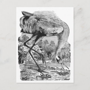 Vintage Vogelillustration SW Kranich Postkarte