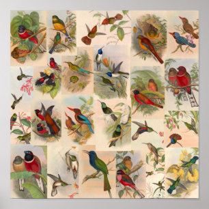 Vintage Vogelkolonne Hummingbirds Art Red Poster