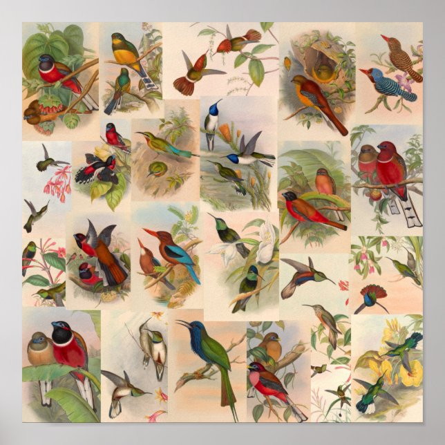 Vintage Vogelkolonne Hummingbirds Art Red Poster (Vorne)