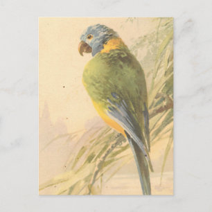 Vintage Vogelpostkarte Postkarte