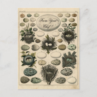 Vintage Vogelschutznest - Eieranzeige - Postkarte