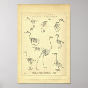 Vintage Vogelskelette drucken Poster