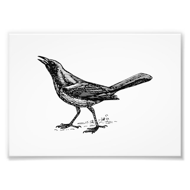 Vintage Vogelskizze Fotodruck (Vorne)