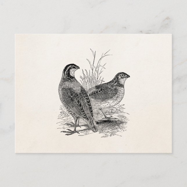 Vintage Wachtelvögel - Personalisierter Retrospiel Postkarte (Vorderseite)