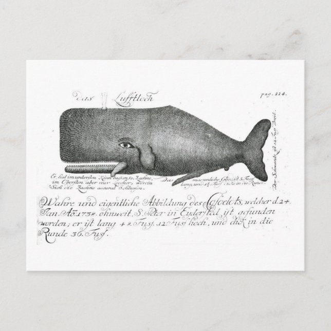 Vintage-Wal-Design Postkarte (Vorderseite)