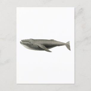 VINTAGE WALE ILLUSTRATION POSTCARD POSTKARTE