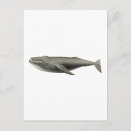 VINTAGE WALE ILLUSTRATION POSTCARD POSTKARTE