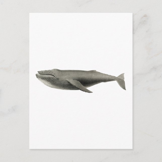 VINTAGE WALE ILLUSTRATION POSTCARD POSTKARTE (Vorderseite)
