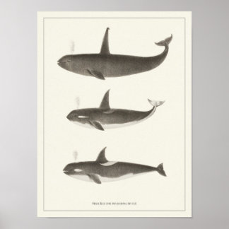 Vintage Wale - Orca oder Killer Wal Poster