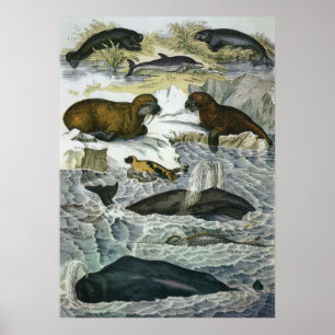Vintage Wale, Siegel und Walrusse, Meerestiere Poster