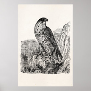Vintage-Wanderfalke-personalisierte Retro-Vögel Poster
