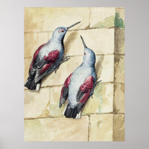 Vintage-Wasserfarbenkunst roter und grauer Vogel Poster