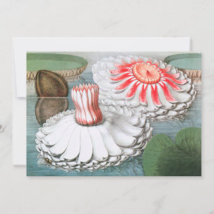 Vintage Wasserlilien Blume im Garten