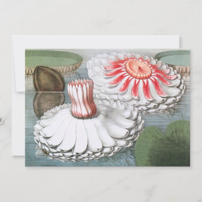 Vintage Wasserlilien Blume im Garten (Vorderseite)