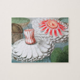 Vintage Wasserlilien Blume im Garten